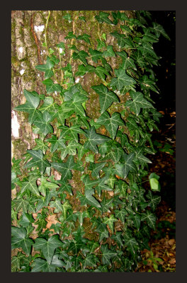trefoil ivy
